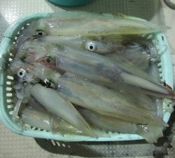 兼六丸 釣果