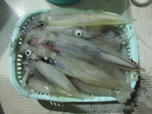 兼六丸 釣果