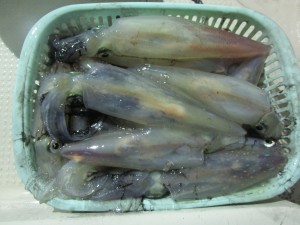 兼六丸 釣果