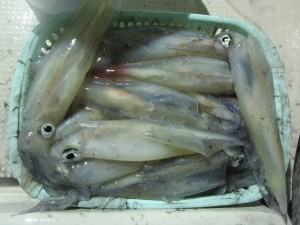 兼六丸 釣果