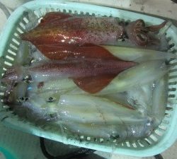 兼六丸 釣果