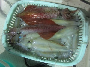 兼六丸 釣果