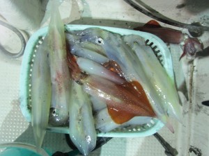兼六丸 釣果