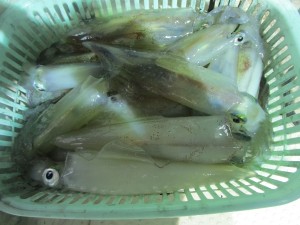 兼六丸 釣果