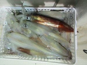 兼六丸 釣果