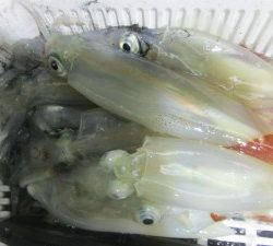 兼六丸 釣果