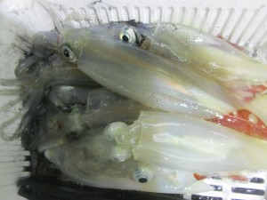 兼六丸 釣果