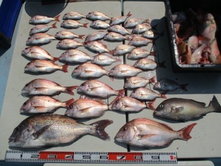 海人丸（うみんちゅまる） 釣果