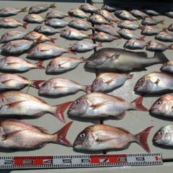 海人丸（うみんちゅまる） 釣果