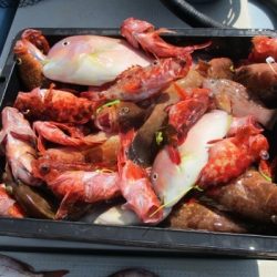 海人丸（うみんちゅまる） 釣果