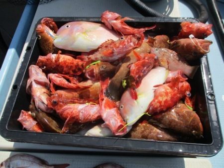 海人丸（うみんちゅまる） 釣果