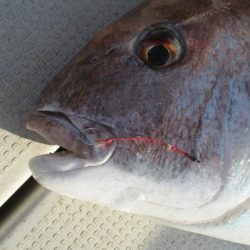 海人丸（うみんちゅまる） 釣果