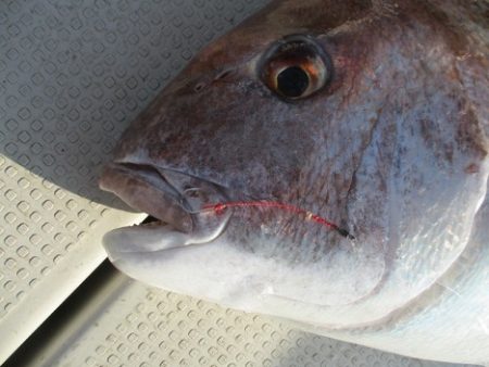 海人丸（うみんちゅまる） 釣果