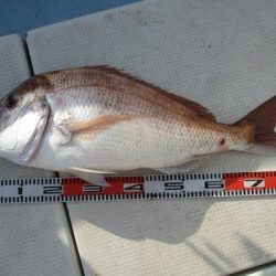 海人丸（うみんちゅまる） 釣果
