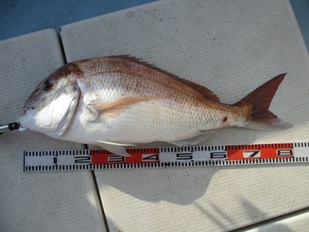 海人丸（うみんちゅまる） 釣果