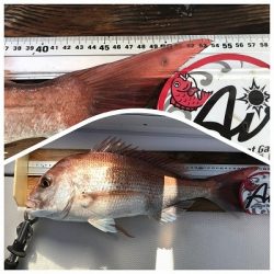 フィシングボートAir(エアー) 釣果