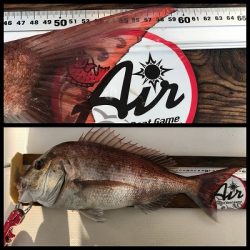 フィシングボートAir(エアー) 釣果
