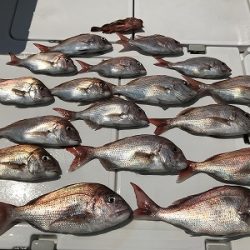 フィシングボートAir(エアー) 釣果