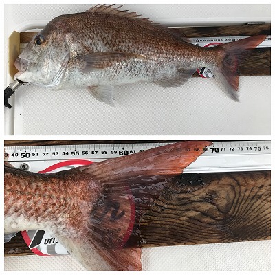 フィシングボートAir(エアー) 釣果