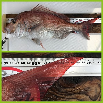 フィシングボートAir(エアー) 釣果