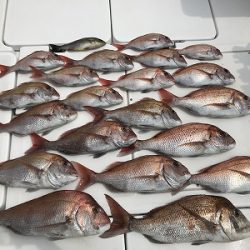 フィシングボートAir(エアー) 釣果