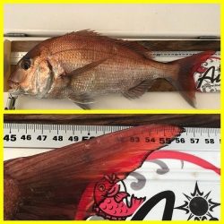 フィシングボートAir(エアー) 釣果