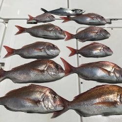 フィシングボートAir(エアー) 釣果