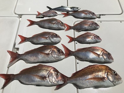 フィシングボートAir(エアー) 釣果