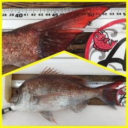 フィシングボートAir(エアー) 釣果