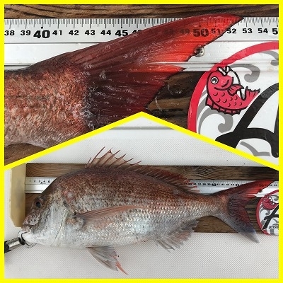 フィシングボートAir(エアー) 釣果