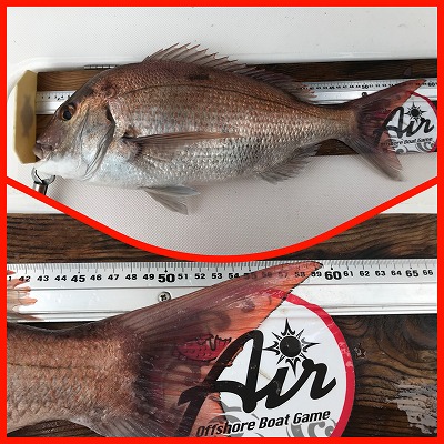 フィシングボートAir(エアー) 釣果