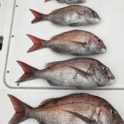 フィシングボートAir(エアー) 釣果