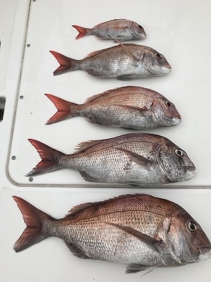 フィシングボートAir(エアー) 釣果