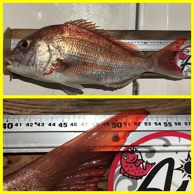 フィシングボートAir(エアー) 釣果