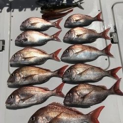 フィシングボートAir(エアー) 釣果