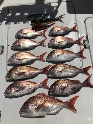 フィシングボートAir(エアー) 釣果