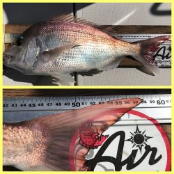 フィシングボートAir(エアー) 釣果