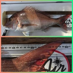 フィシングボートAir(エアー) 釣果