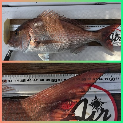 フィシングボートAir(エアー) 釣果