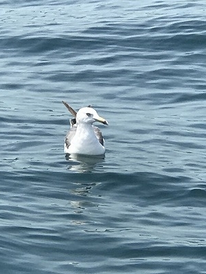 フィシングボートAir(エアー) 釣果