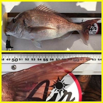 フィシングボートAir(エアー) 釣果