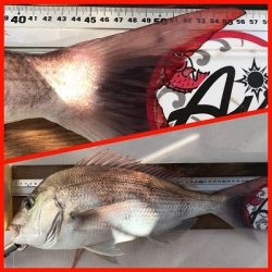 フィシングボートAir(エアー) 釣果