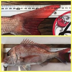 フィシングボートAir(エアー) 釣果