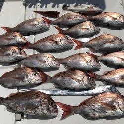 フィシングボートAir(エアー) 釣果