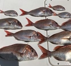 フィシングボートAir(エアー) 釣果