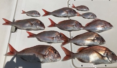 フィシングボートAir(エアー) 釣果