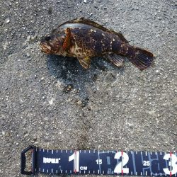 徳島県 中古のワームで穴釣り！驚きの根魚釣果【Luxray氏連載 vol.2】