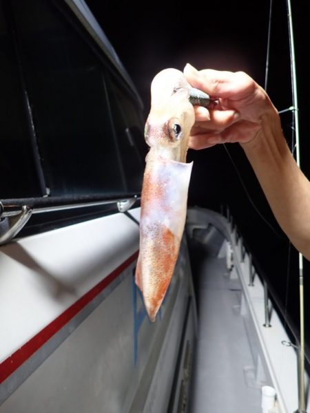 Aquanaut(アクアノート) 釣果