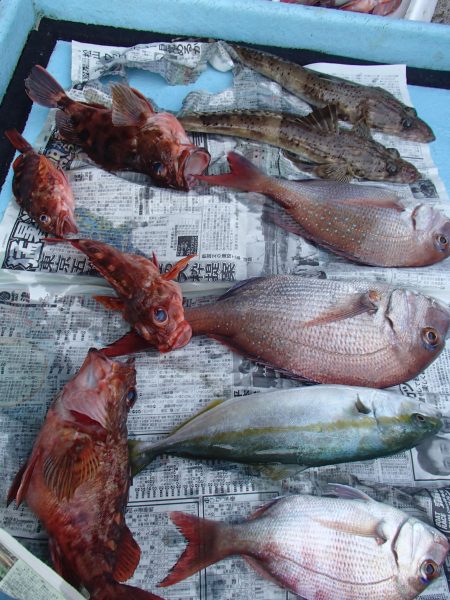 久六釣船 釣果