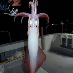 Aquanaut（アクアノート） 釣果